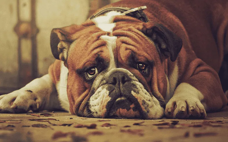 Si je perds c’est LA FAUTE des AUTRES (cette étude le démontre!)